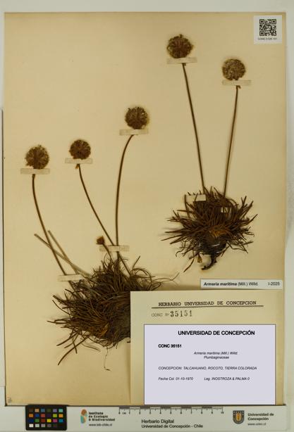 Armeria maritima [Espécimen: UDEC:CONC:0035151]