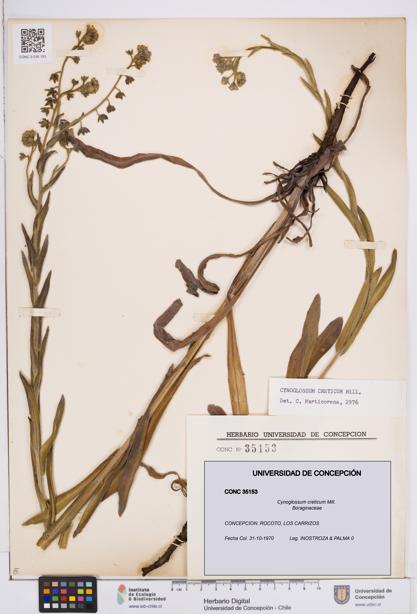 Cynoglossum creticum [Espécimen: ]