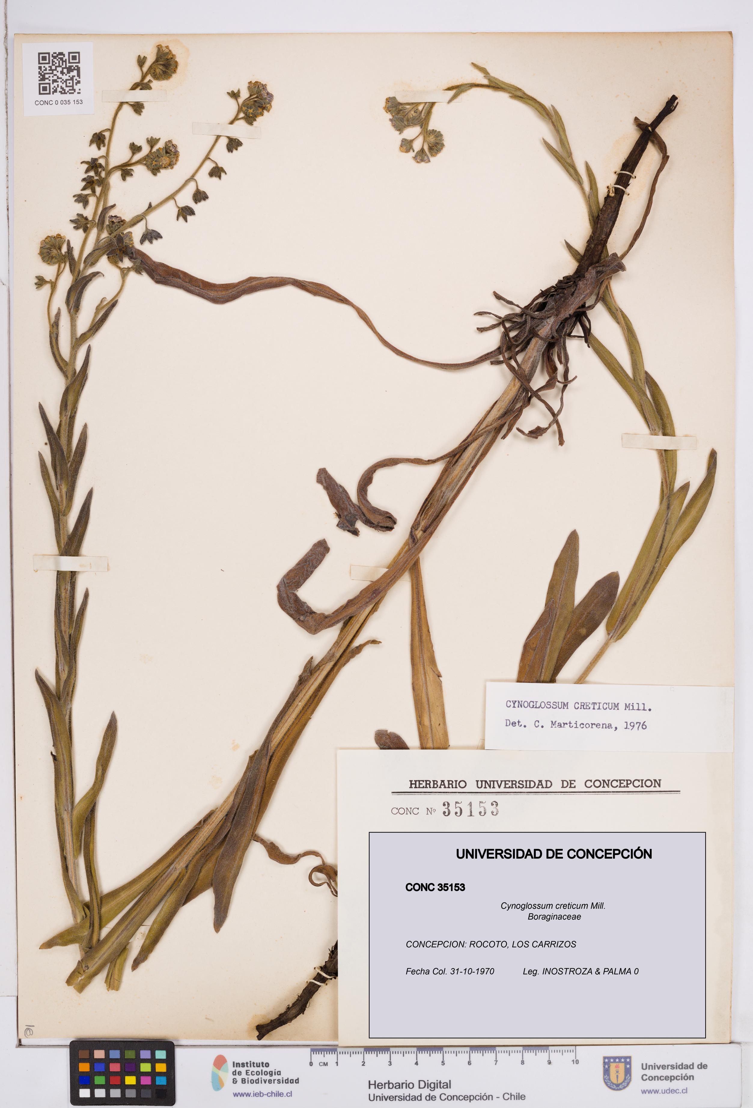 Cynoglossum creticum [Espécimen: ]