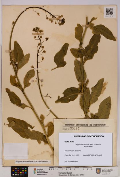 Polypsecadium litorale [Espécimen: UDEC:CONC:0035167]