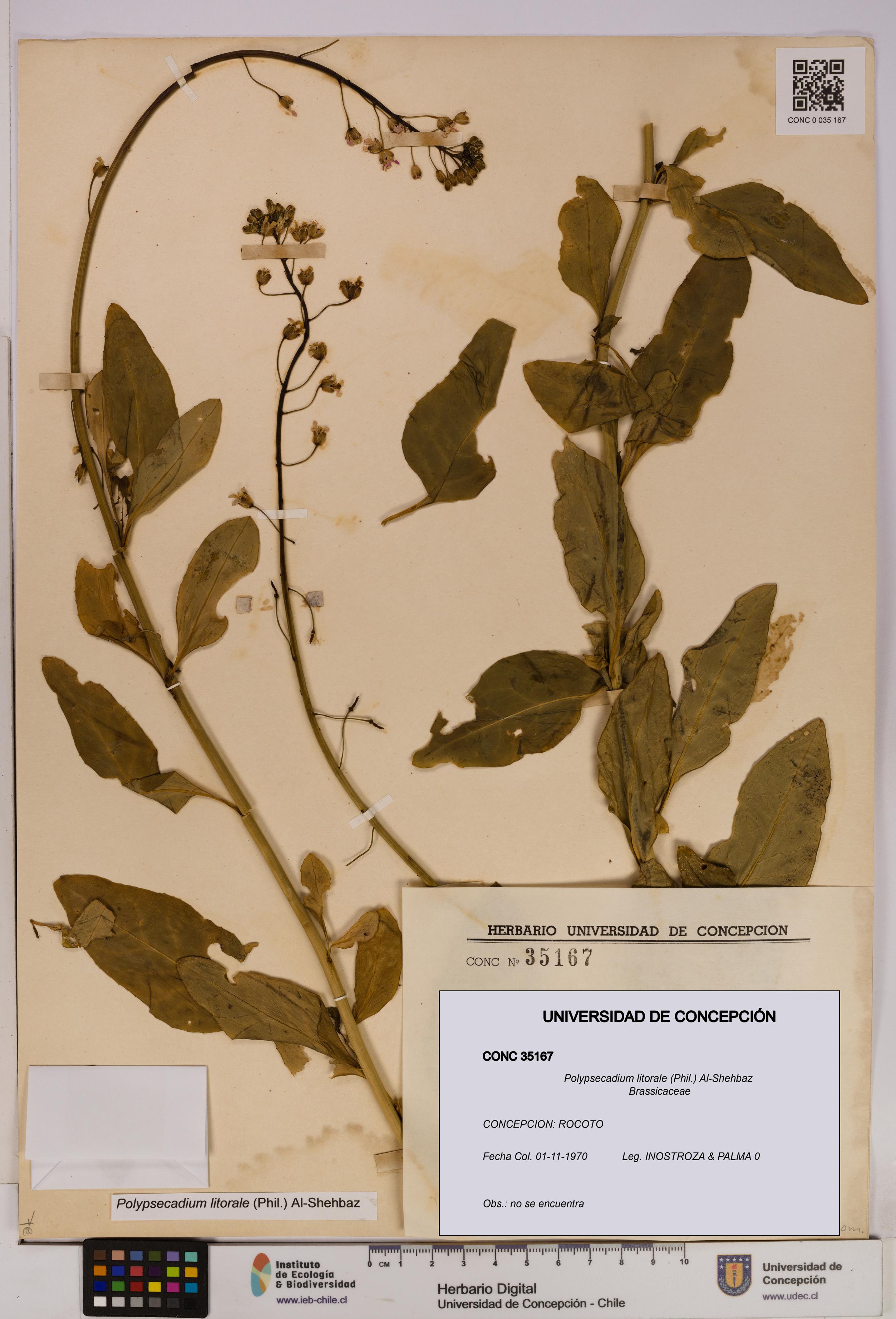 Polypsecadium litorale [Espécimen: UDEC:CONC:0035167]