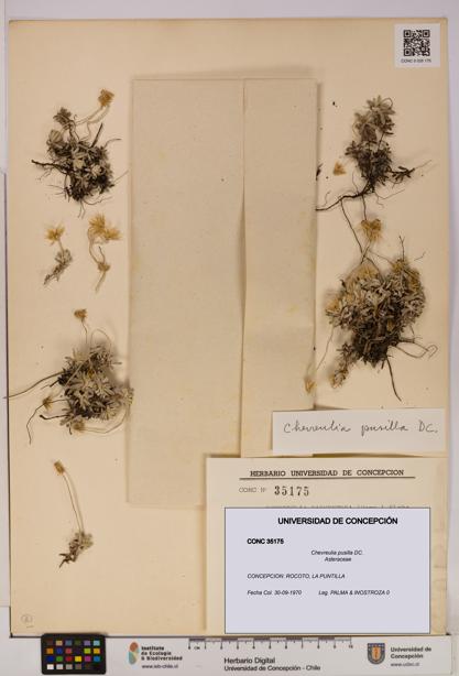 Chevreulia pusilla [Espécimen: UDEC:CONC:0035175]