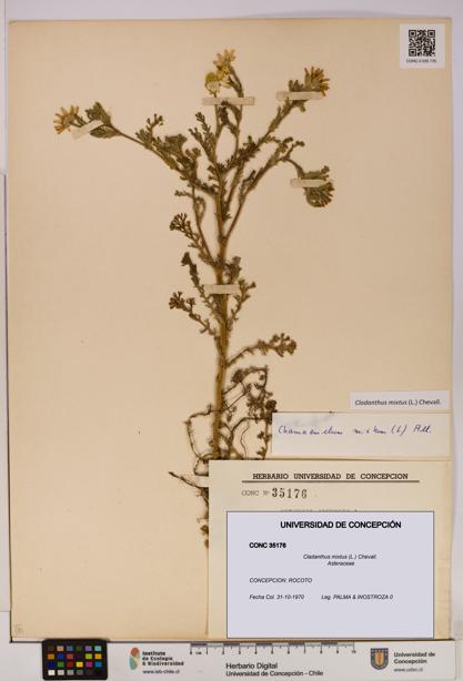 Cladanthus mixtus [Espécimen: UDEC:CONC:0035176]