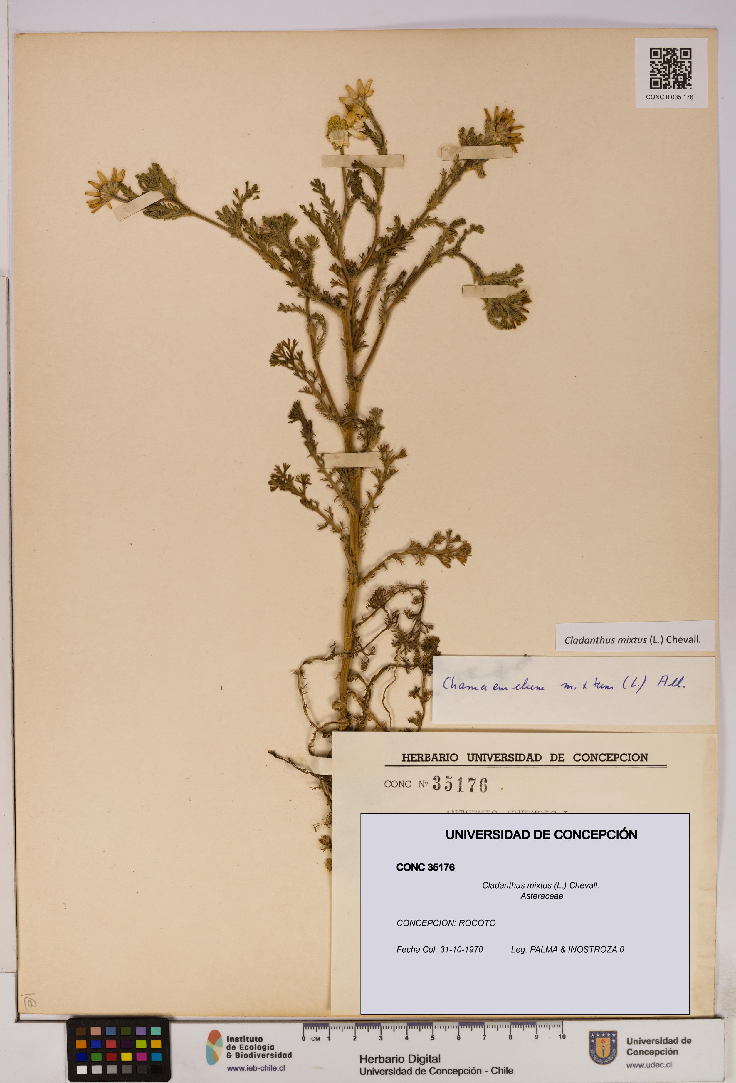 Cladanthus mixtus [Espécimen: UDEC:CONC:0035176]