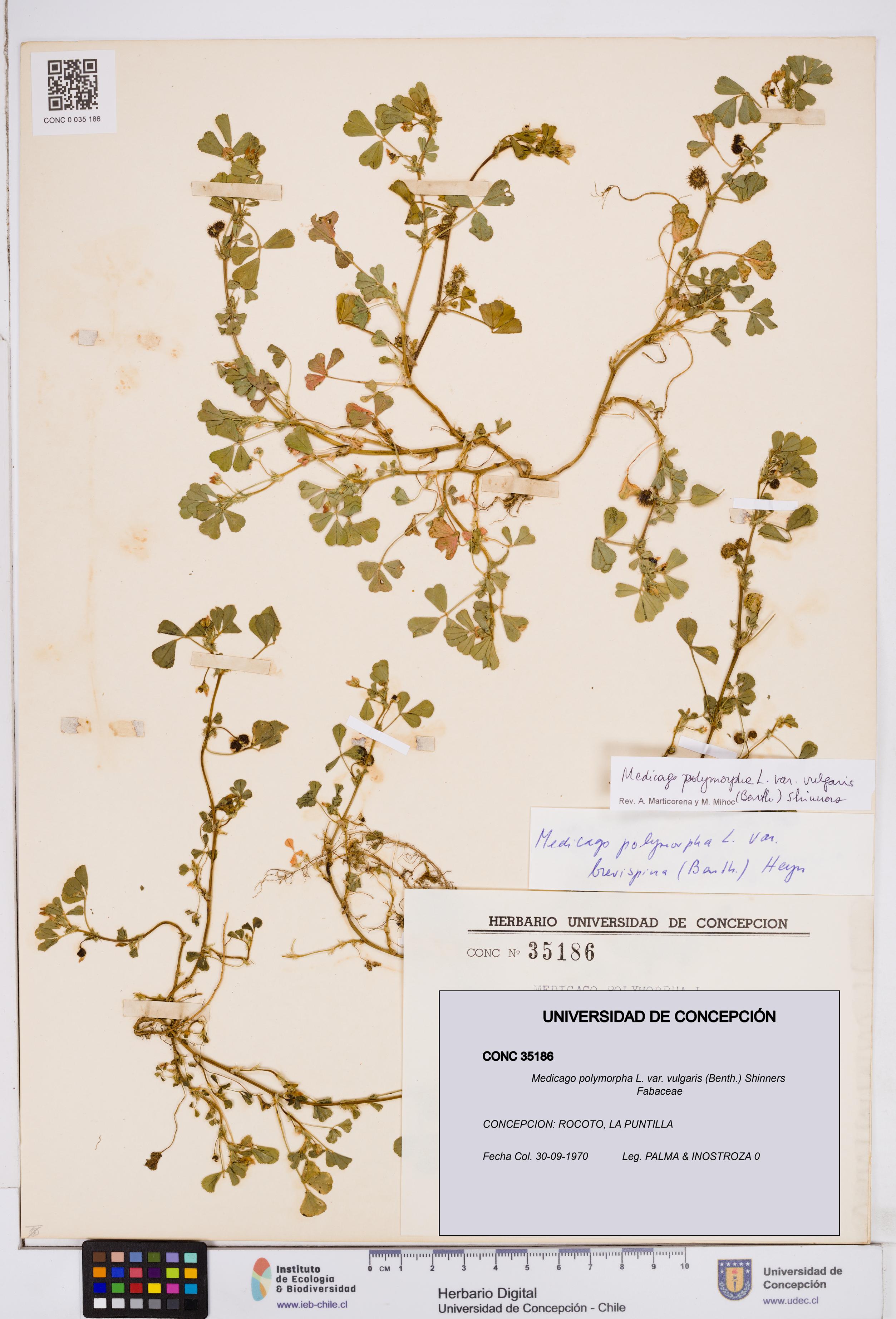Medicago polymorpha var. vulgaris [Espécimen: ]