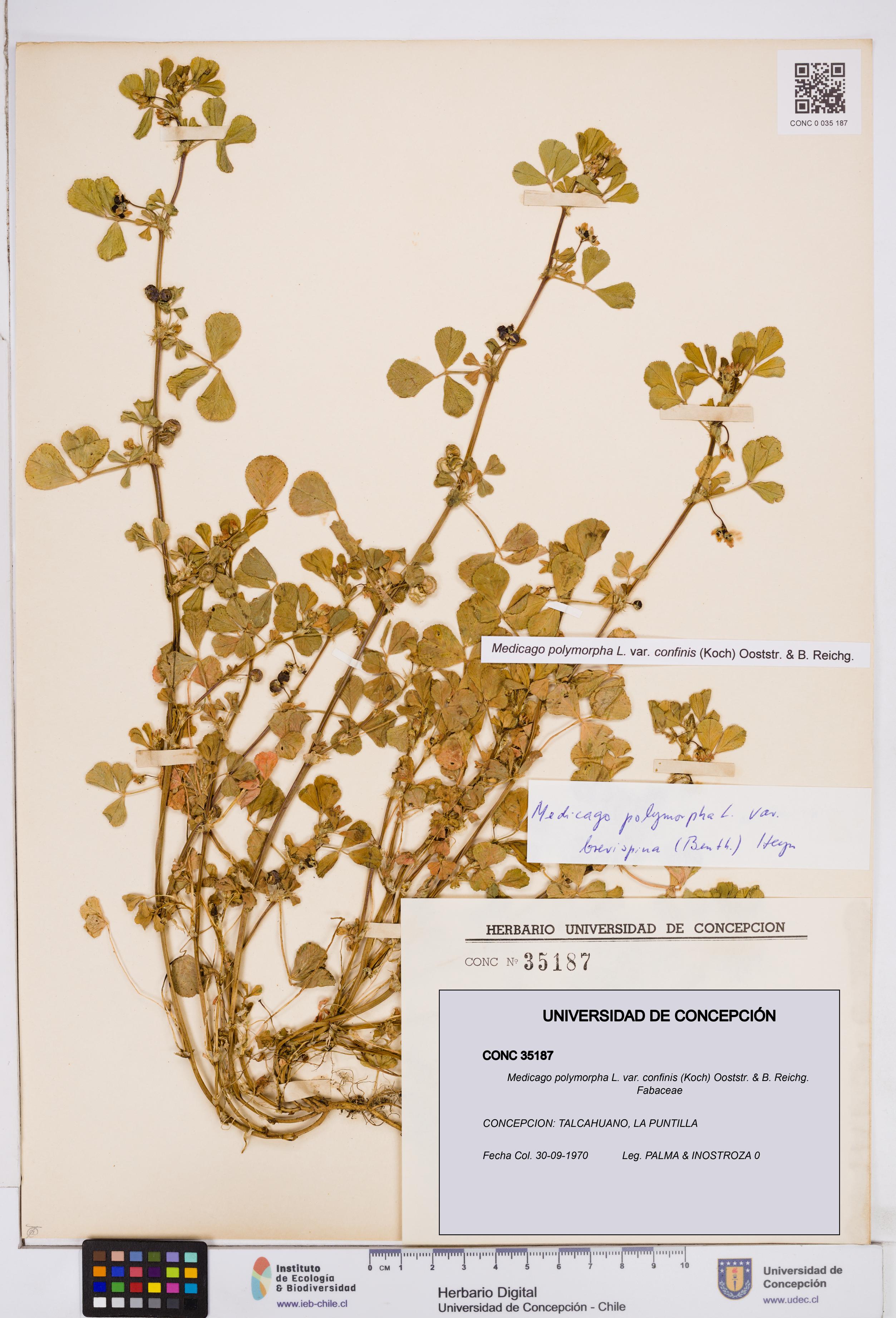 Medicago polymorpha var. confinis [Espécimen: ]