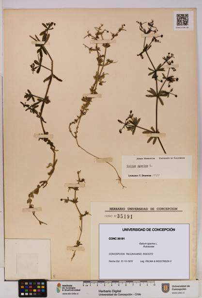 Galium aparine [Espécimen: UDEC:CONC:0035191]
