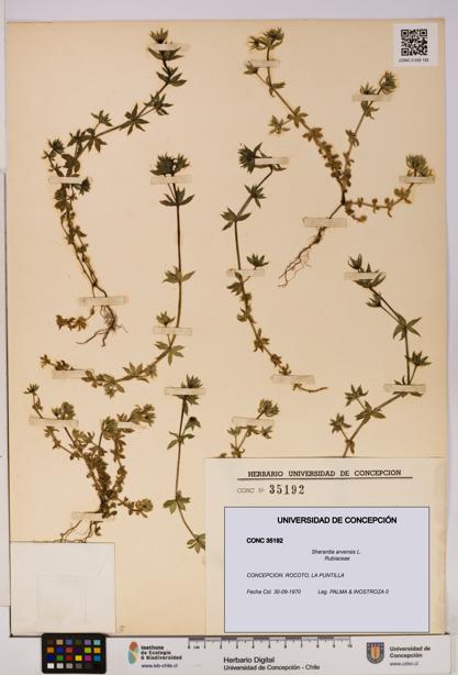 Sherardia arvensis [Espécimen: UDEC:CONC:0035192]