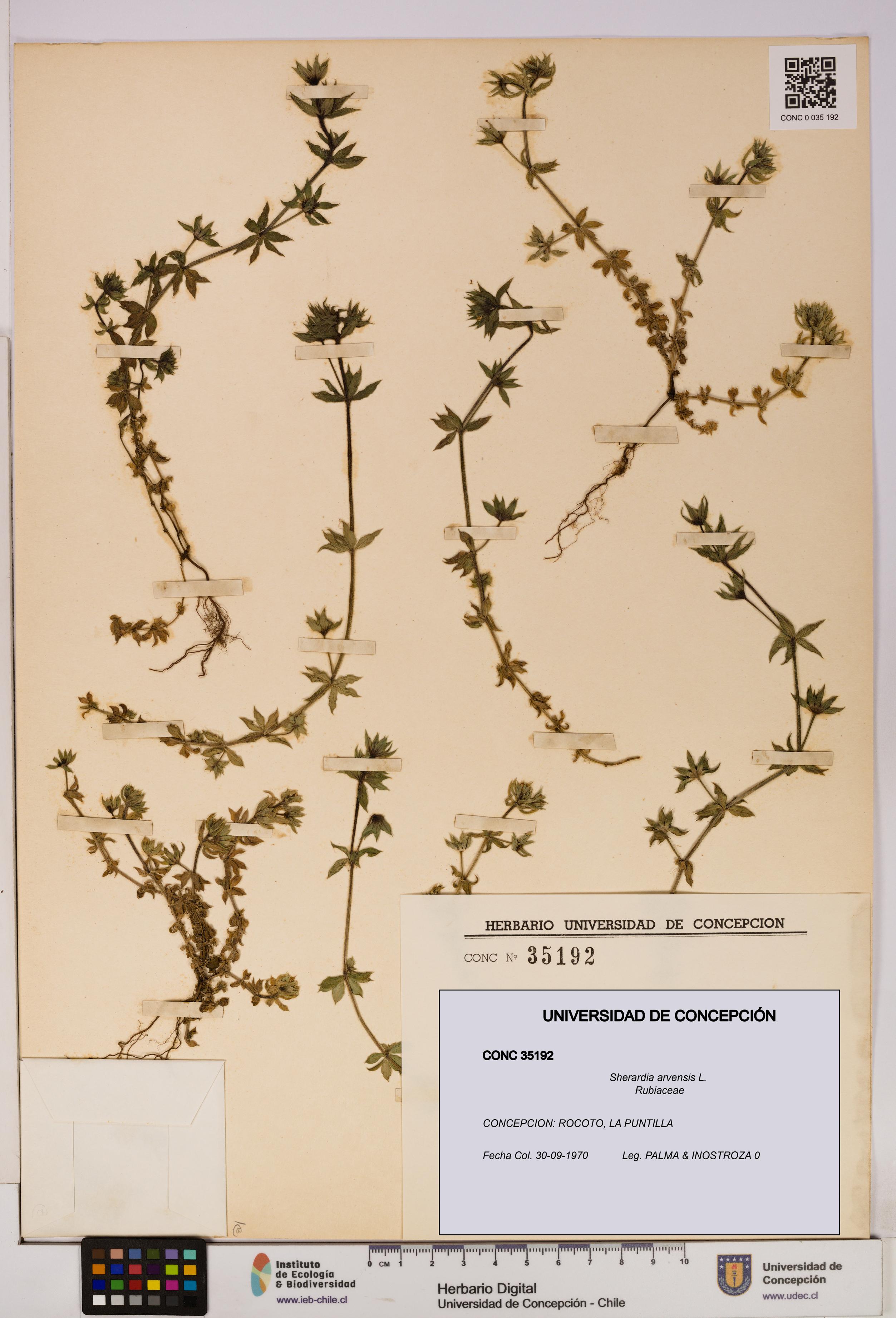 Sherardia arvensis [Espécimen: UDEC:CONC:0035192]