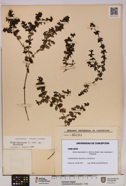 Galium hypocarpium subsp. hypocarpium [Espécimen: UDEC:CONC:0035194]