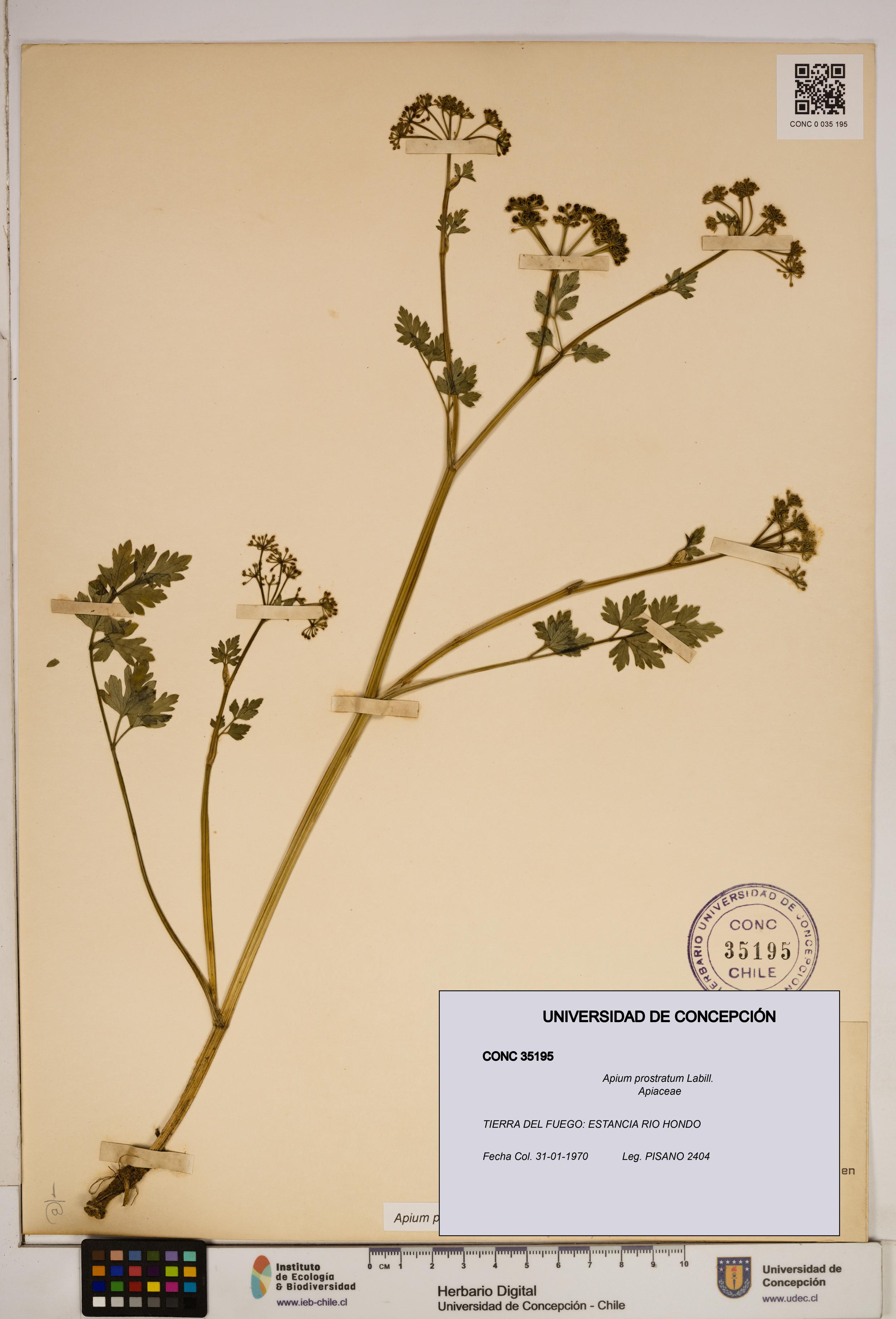 Apium prostratum [Espécimen: ]