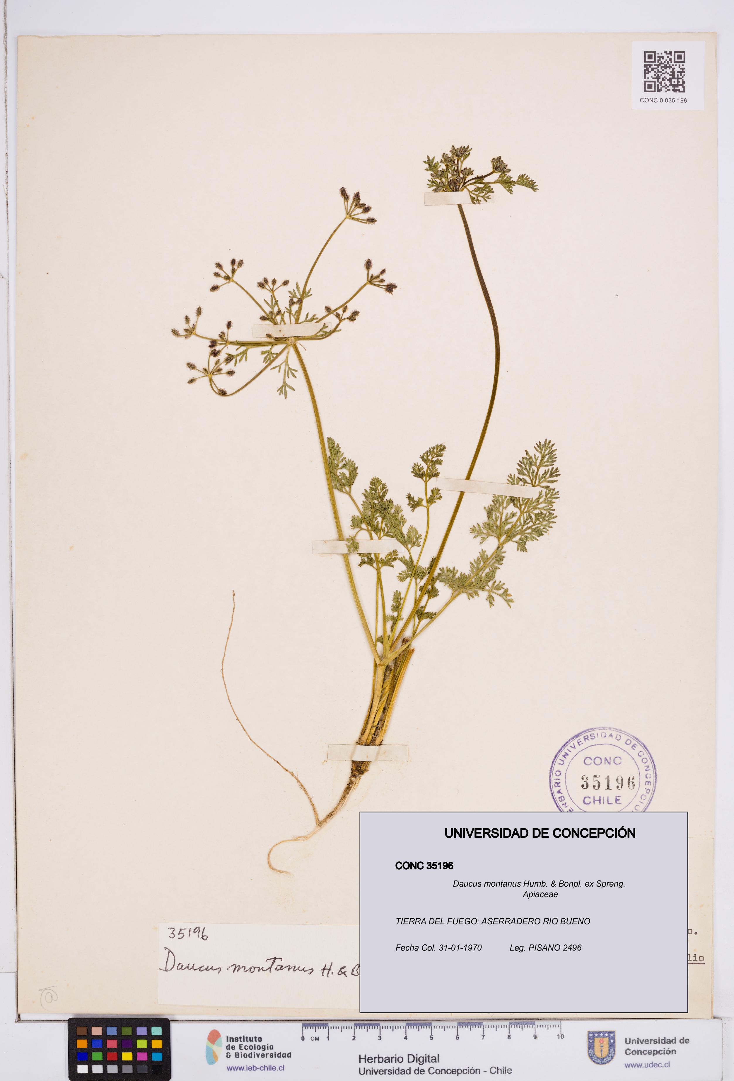 Daucus montanus [Espécimen: ]