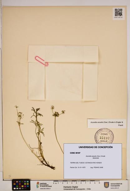 Azorella acaulis [Espécimen: ]