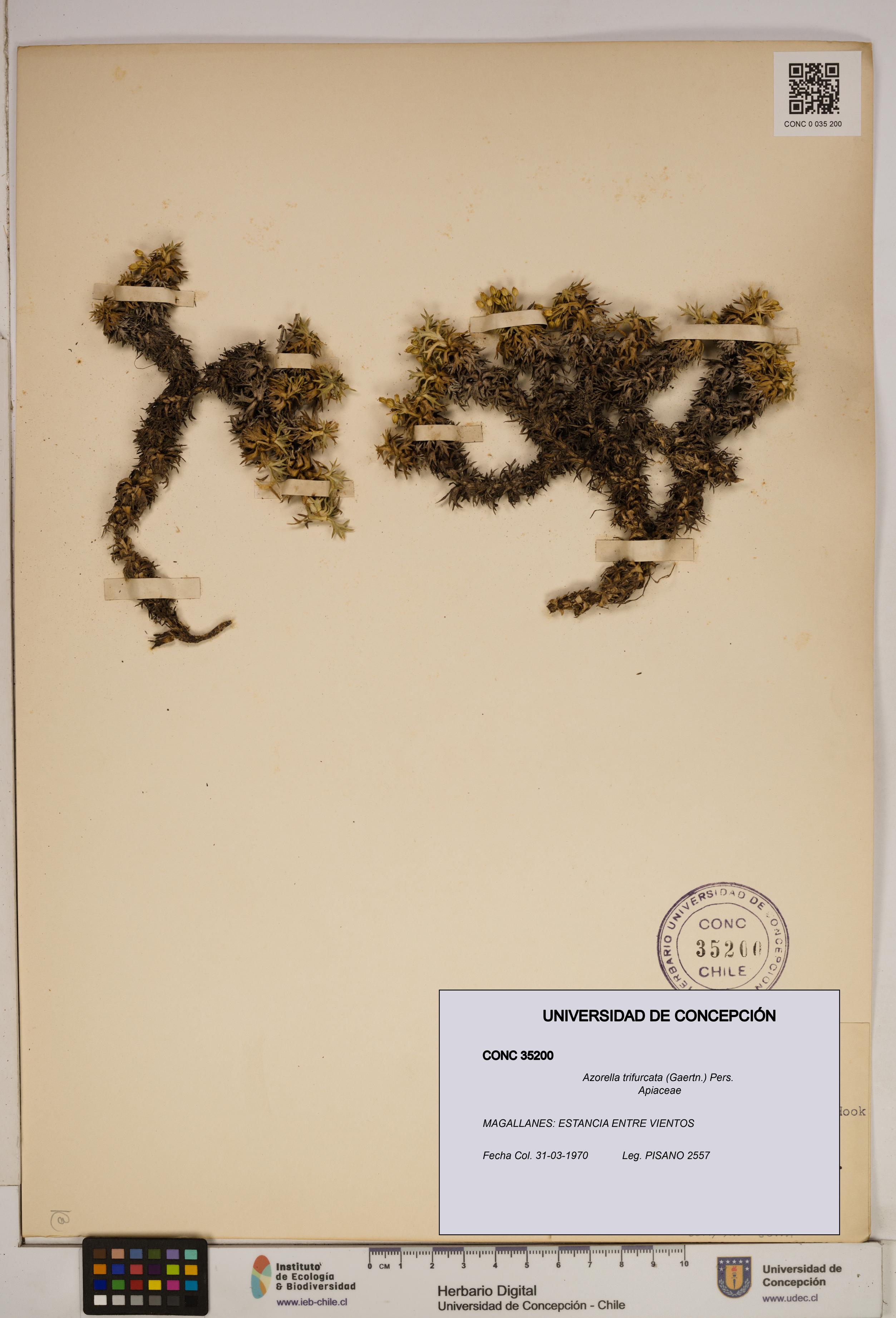 Azorella trifurcata [Espécimen: ]