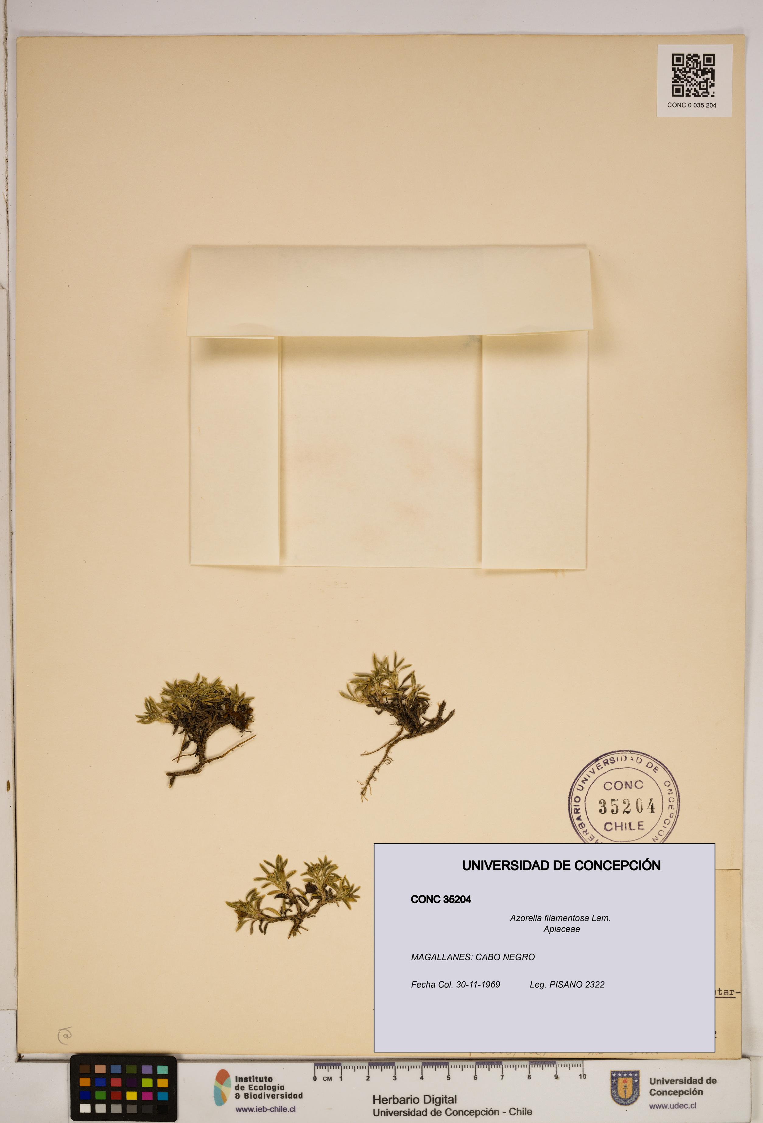 Azorella filamentosa [Espécimen: ]