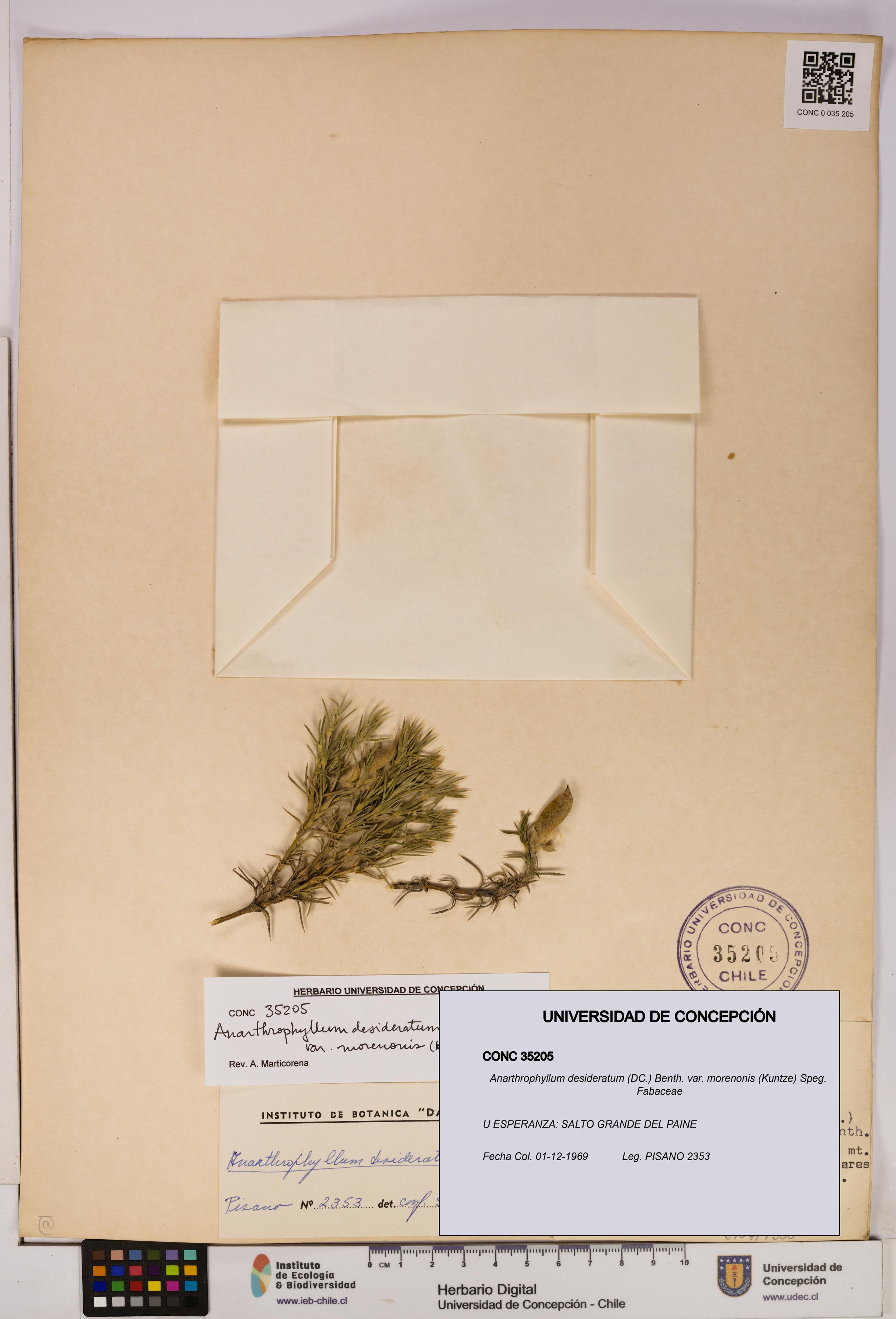 Anarthrophyllum desideratum var. morenonis [Espécimen: UDEC:CONC:0035205]