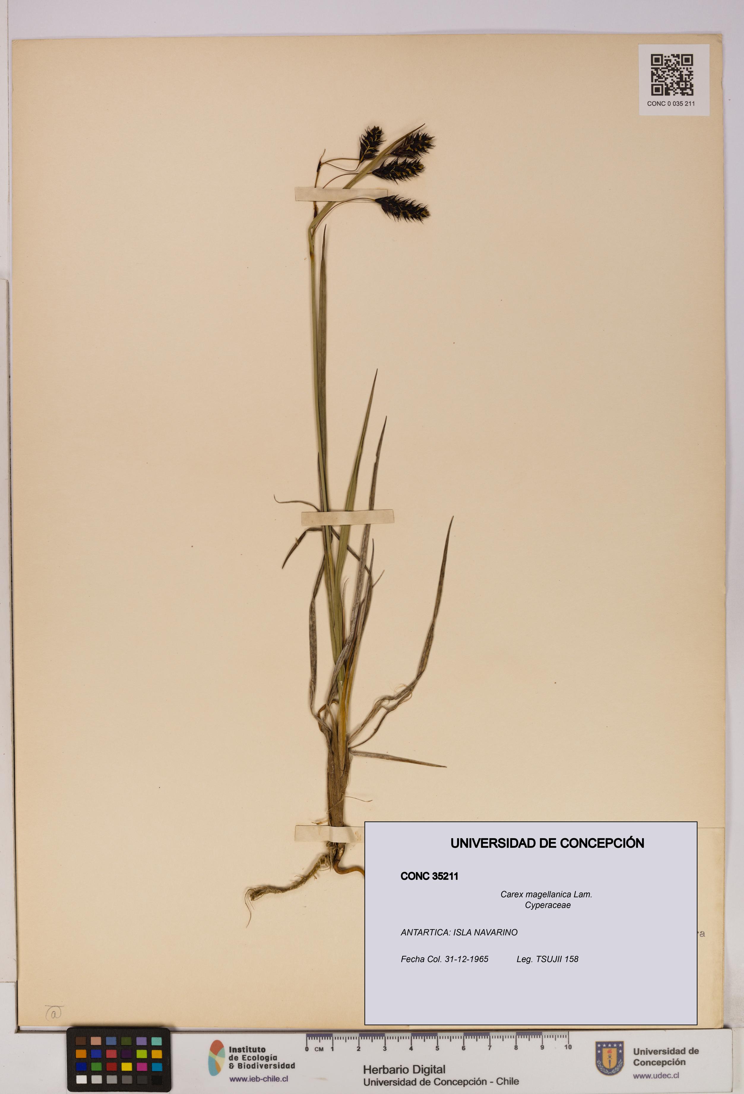 Carex magellanica [Espécimen: UDEC:CONC:0035211]