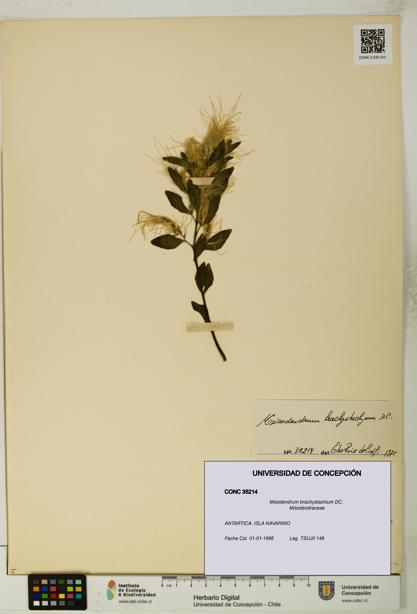 Misodendrum brachystachium [Espécimen: UDEC:CONC:0035214]