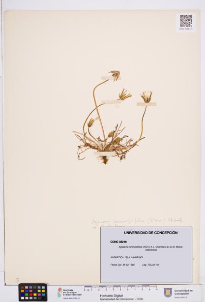 Agoseris coronopifolia [Espécimen: ]