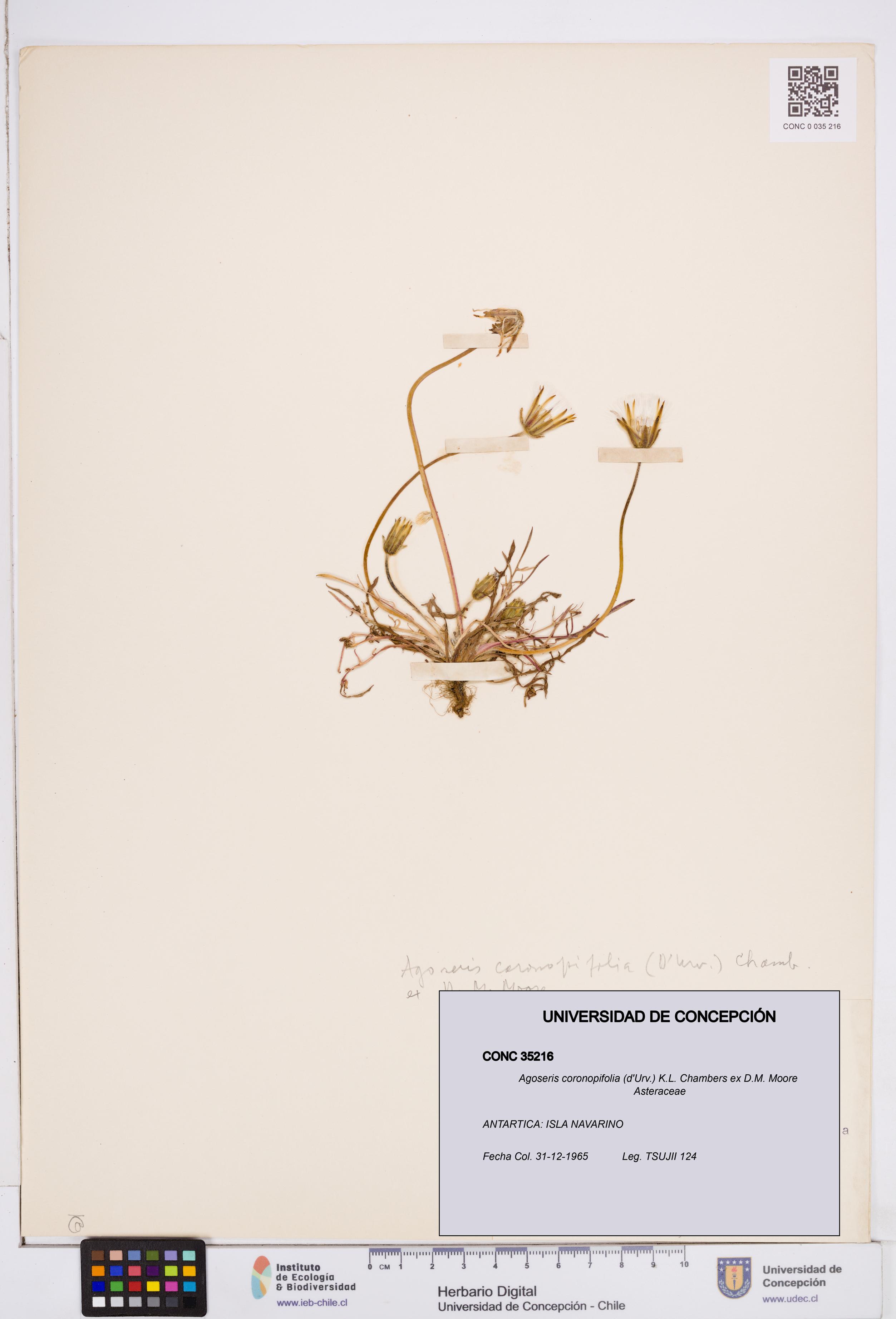 Agoseris coronopifolia [Espécimen: ]