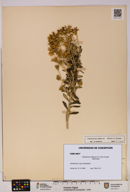 Chiliotrichum diffusum [Espécimen: UDEC:CONC:0035217]