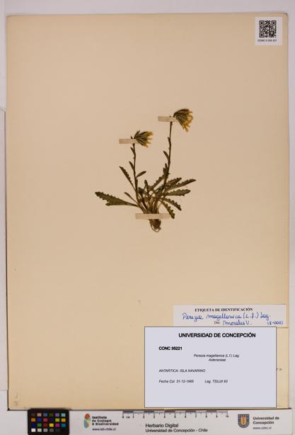 Perezia magellanica [Espécimen: UDEC:CONC:0035221]