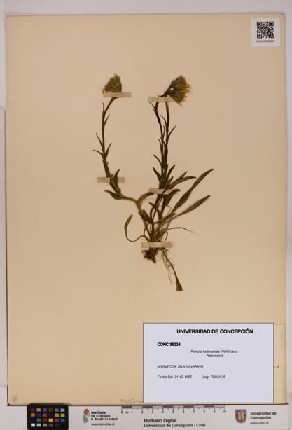 Perezia lactucoides [Espécimen: UDEC:CONC:0035224]