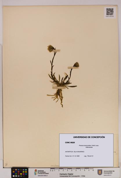 Perezia lactucoides [Espécimen: UDEC:CONC:0035225]
