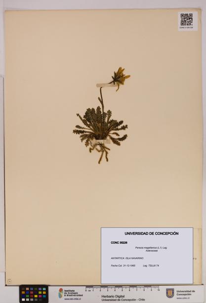 Perezia magellanica [Espécimen: UDEC:CONC:0035226]