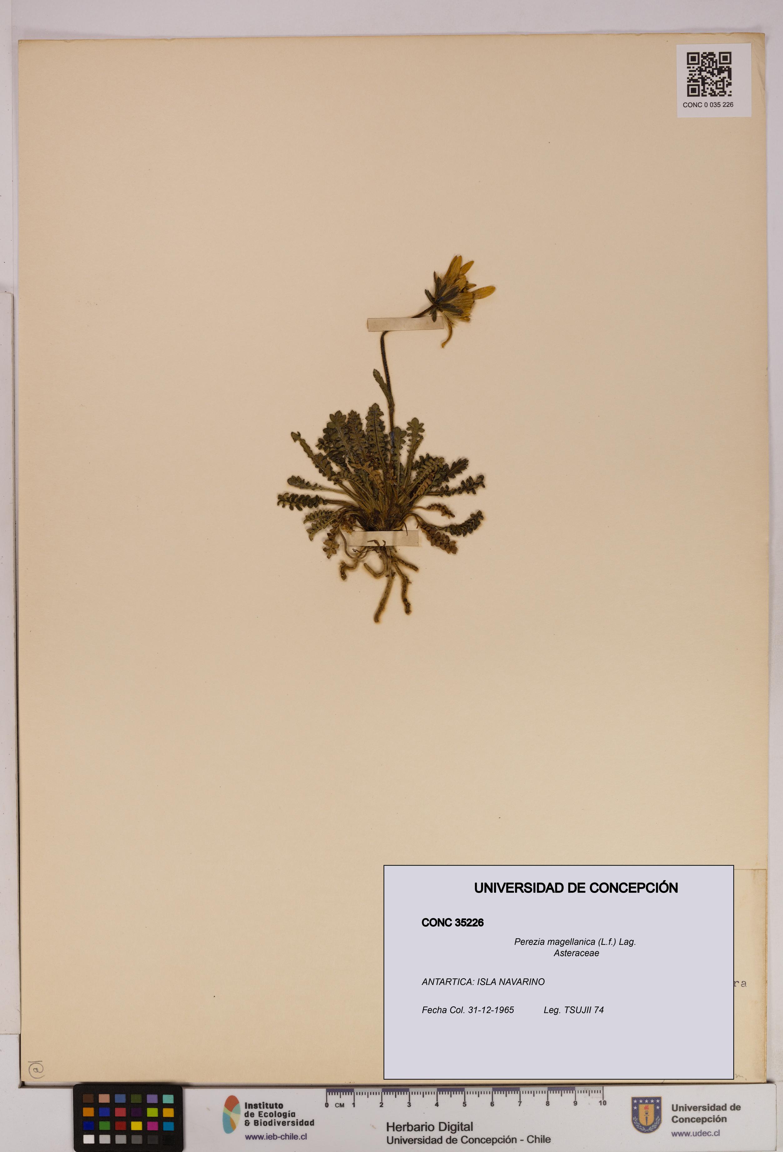 Perezia magellanica [Espécimen: UDEC:CONC:0035226]