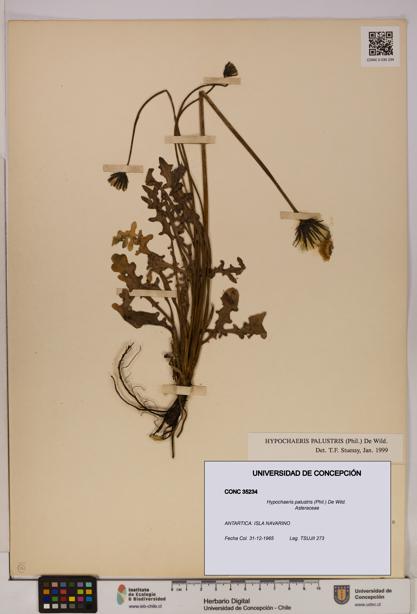 Hypochaeris palustris [Espécimen: UDEC:CONC:0035234]