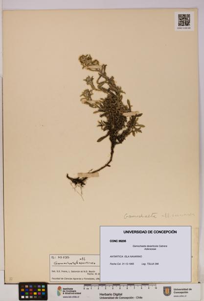 Gamochaeta deserticola [Espécimen: UDEC:CONC:0035235]