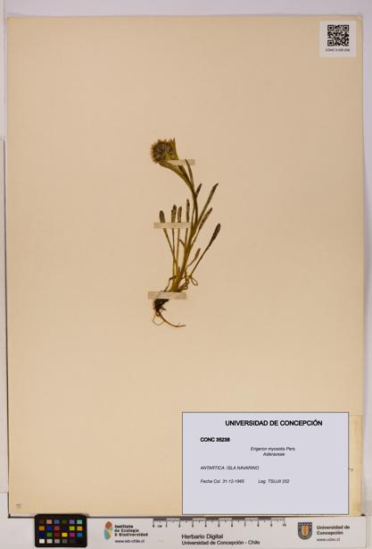 Erigeron myosotis [Espécimen: UDEC:CONC:0035238]