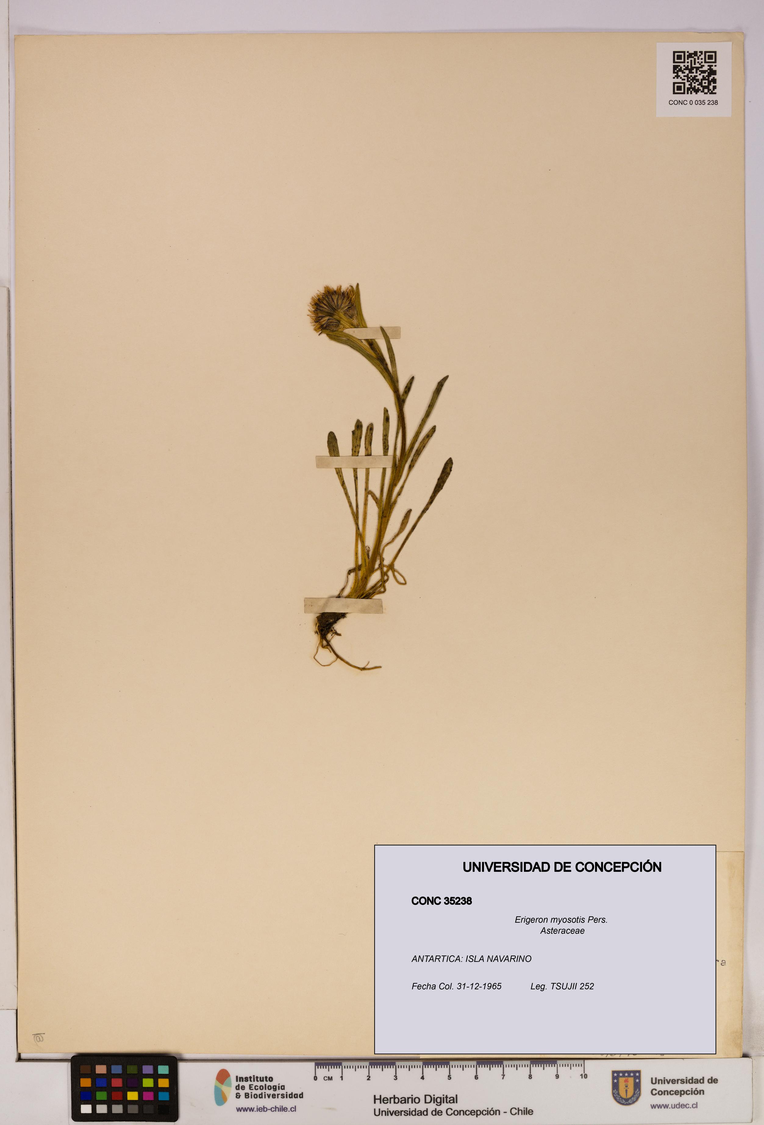 Erigeron myosotis [Espécimen: UDEC:CONC:0035238]