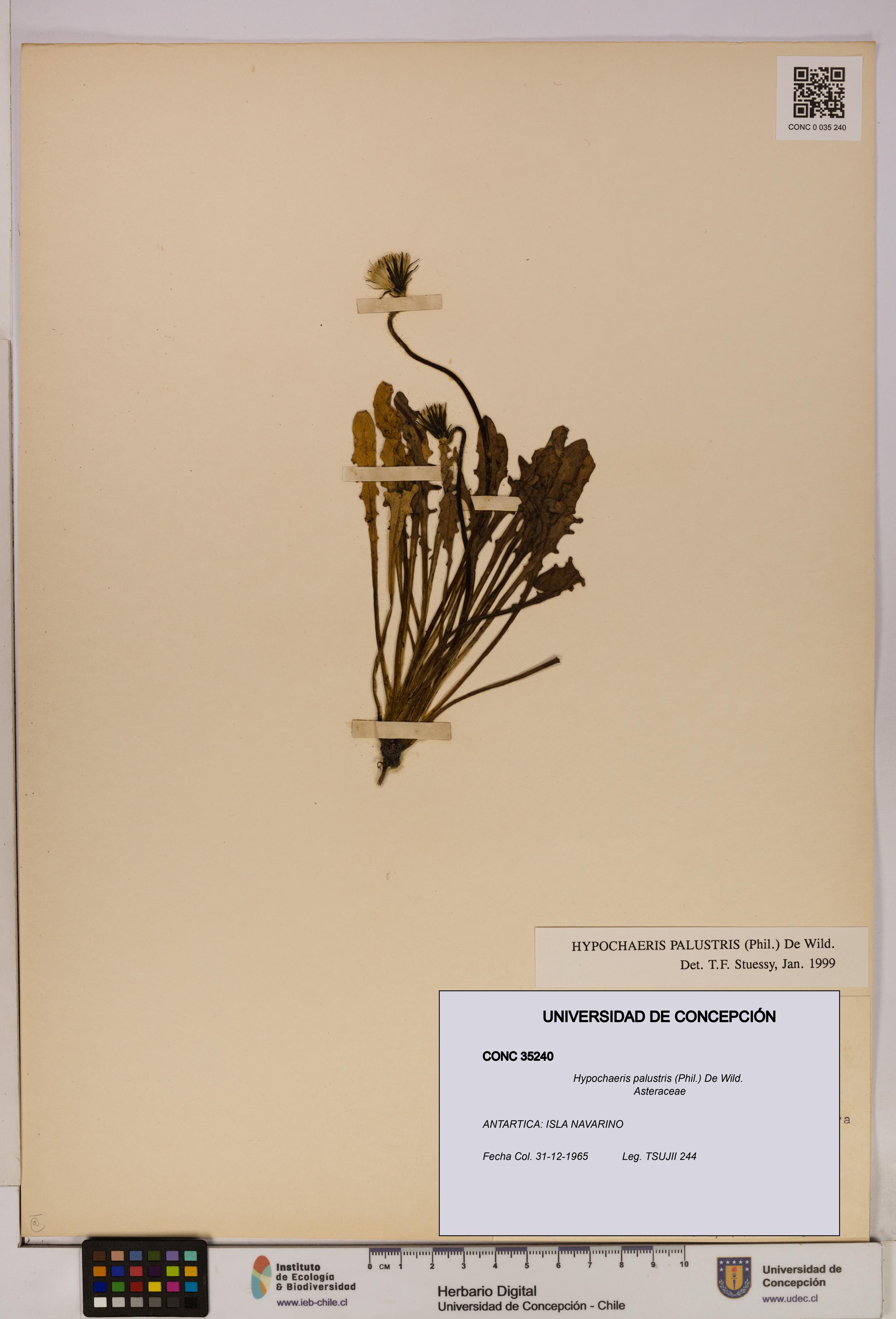 Hypochaeris palustris [Espécimen: UDEC:CONC:0035240]