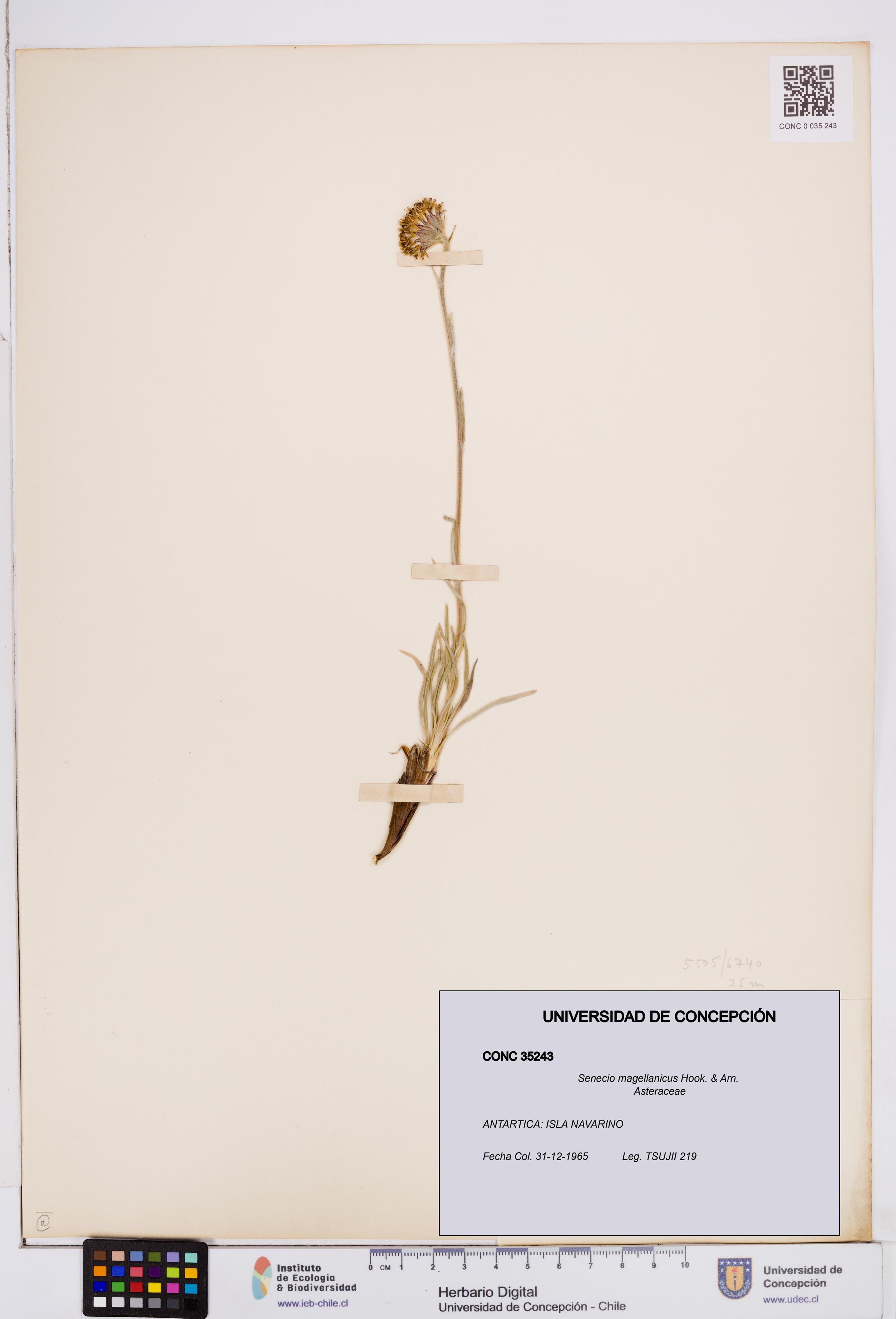 Senecio magellanicus [Espécimen: ]