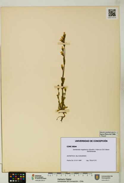 Gentianella magellanica [Espécimen: UDEC:CONC:0035244]