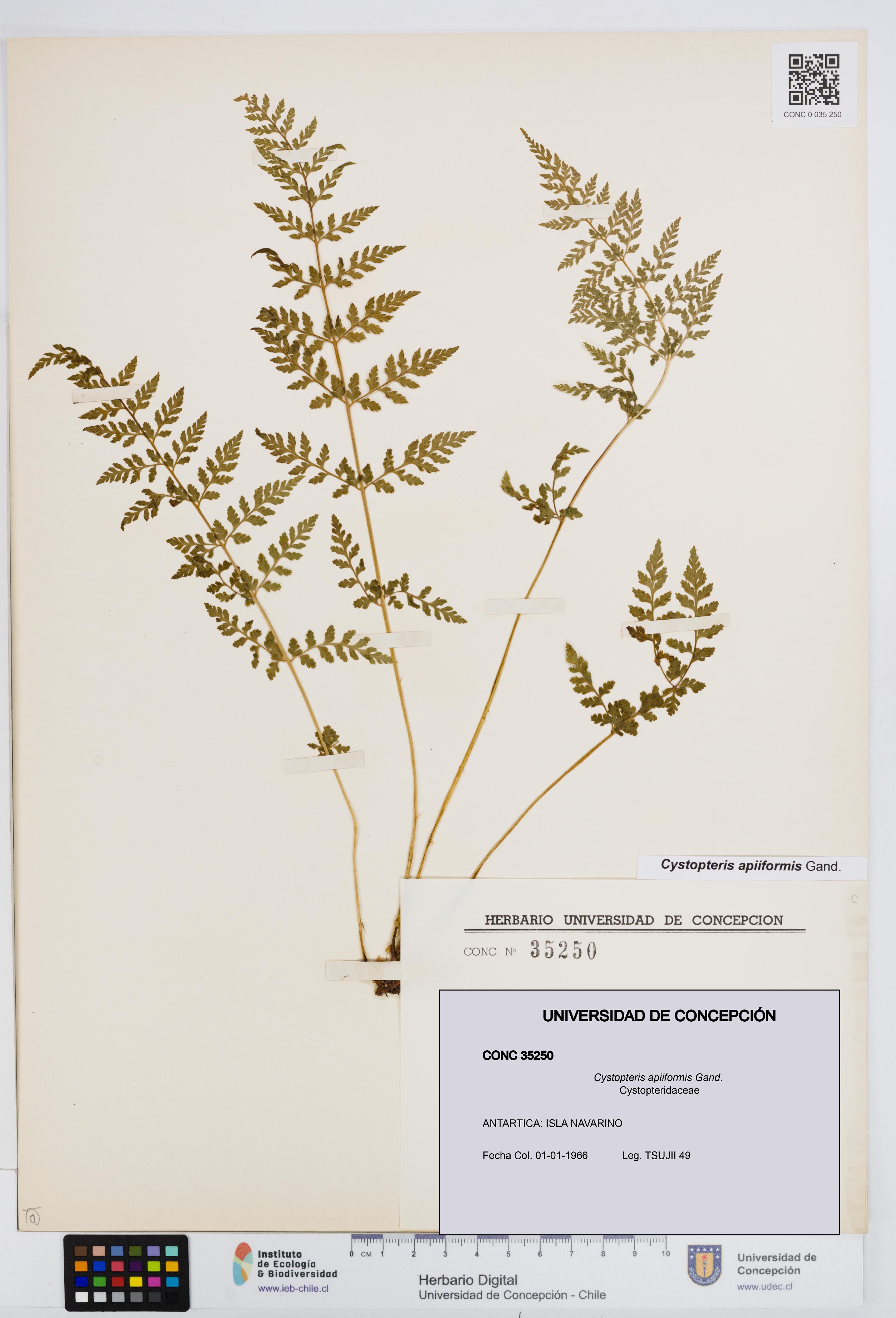 Cystopteris apiiformis [Espécimen: UDEC:CONC:0035250]