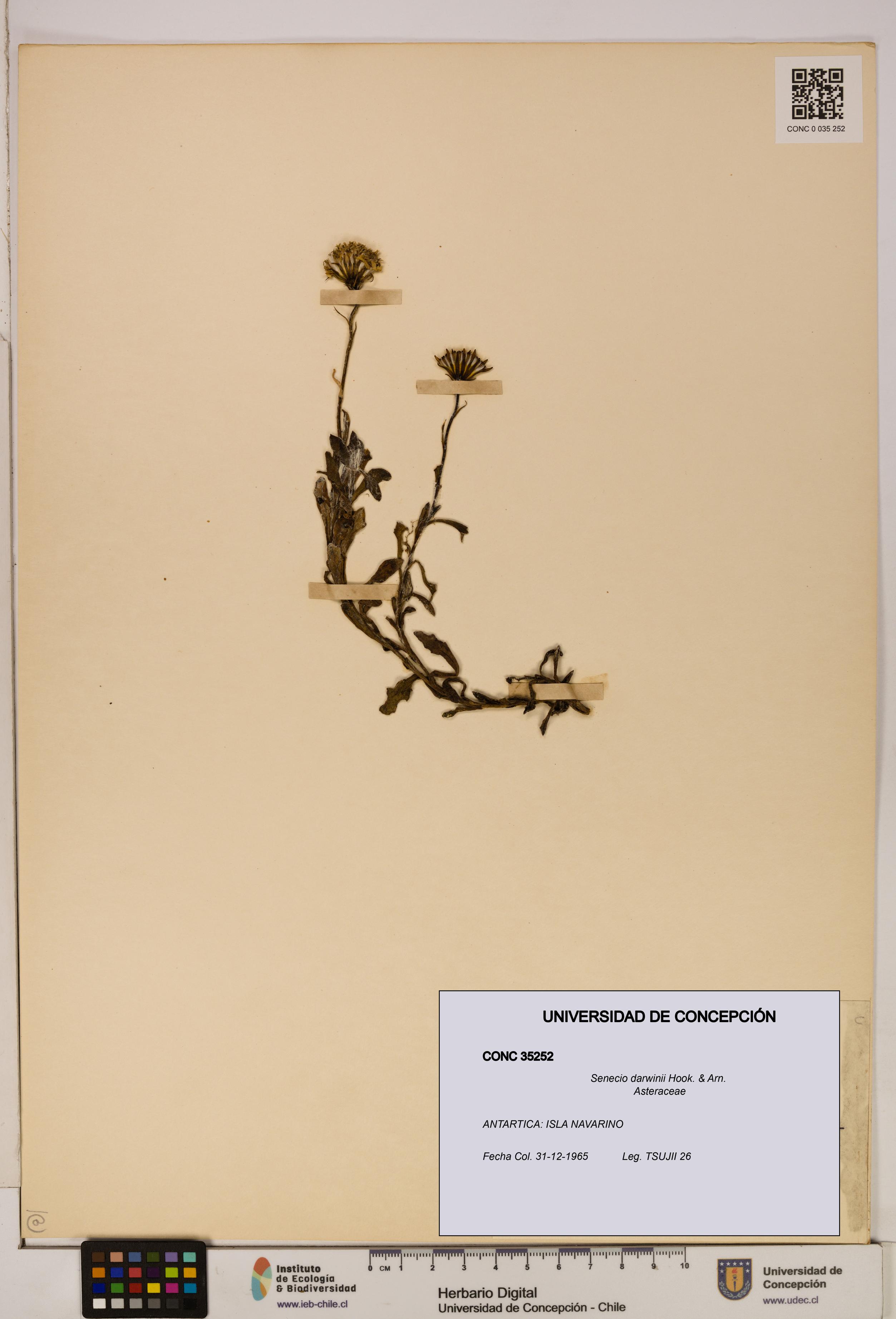 Senecio darwinii [Espécimen: UDEC:CONC:0035252]