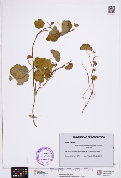 Hydrocotyle chamaemorus [Espécimen: ]