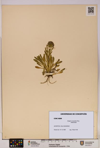 Erigeron myosotis [Espécimen: UDEC:CONC:0035259]