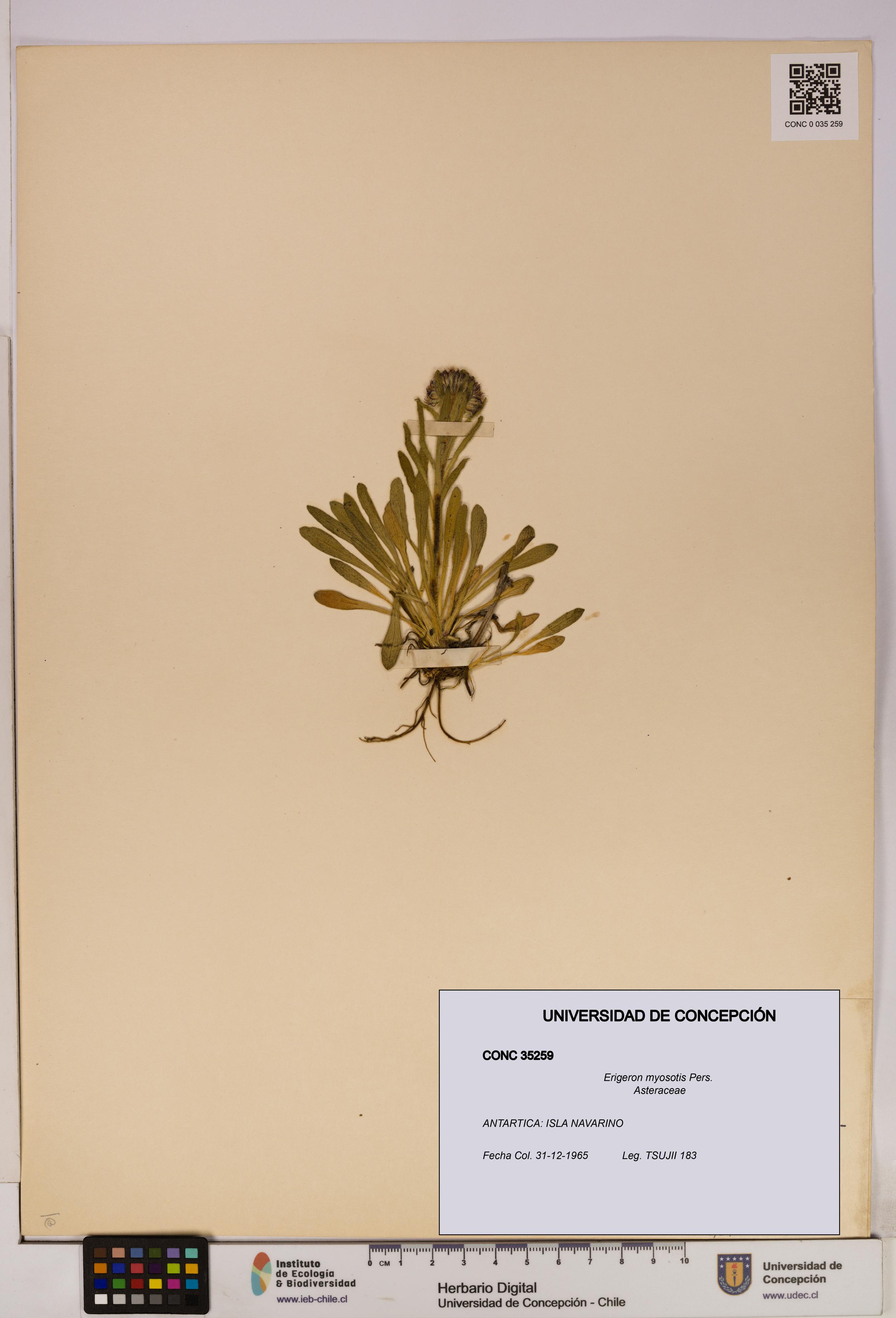 Erigeron myosotis [Espécimen: UDEC:CONC:0035259]