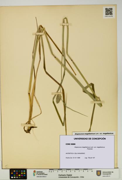 Alopecurus magellanicus var. magellanicus [Espécimen: UDEC:CONC:0035260]