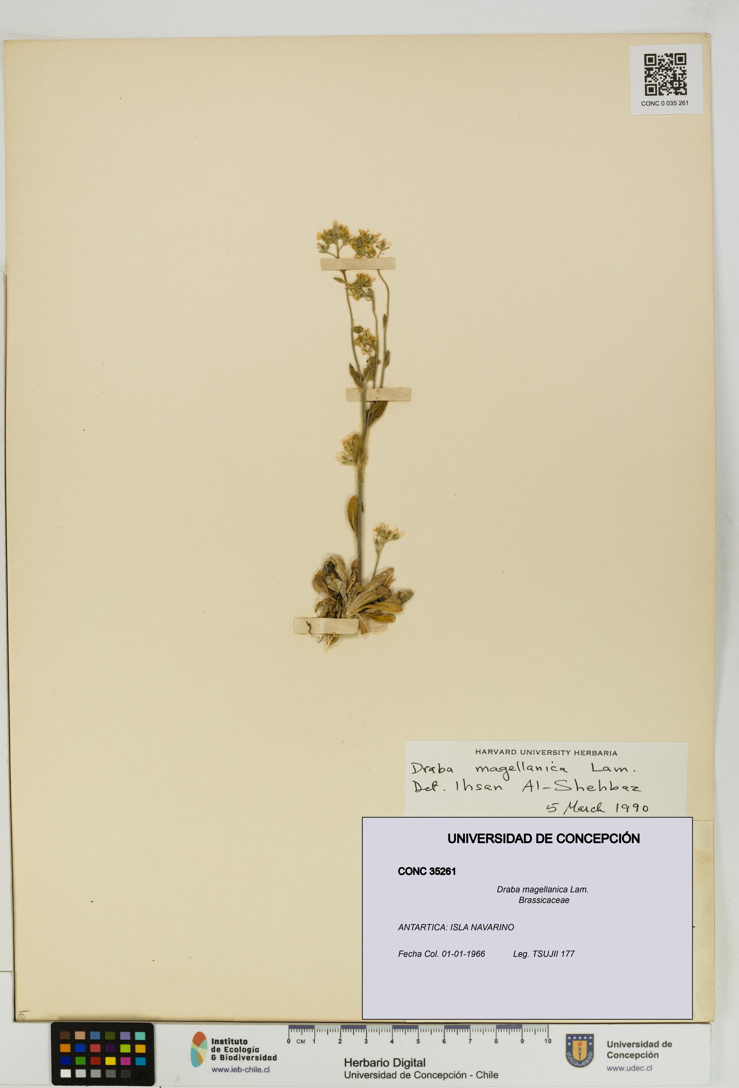 Draba magellanica [Espécimen: UDEC:CONC:0035261]