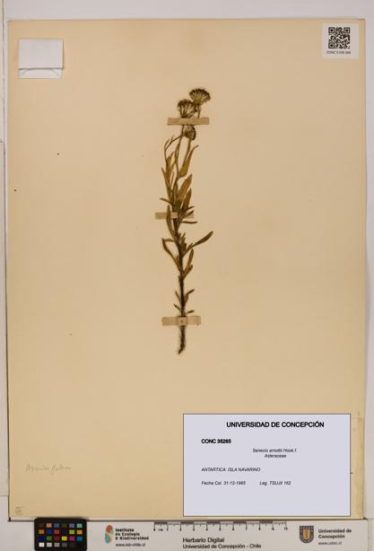 Senecio arnottii [Espécimen: UDEC:CONC:0035265]