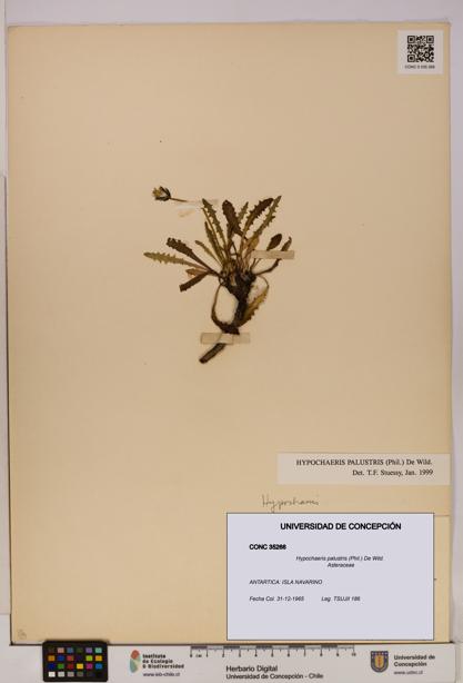 Hypochaeris palustris [Espécimen: UDEC:CONC:0035266]