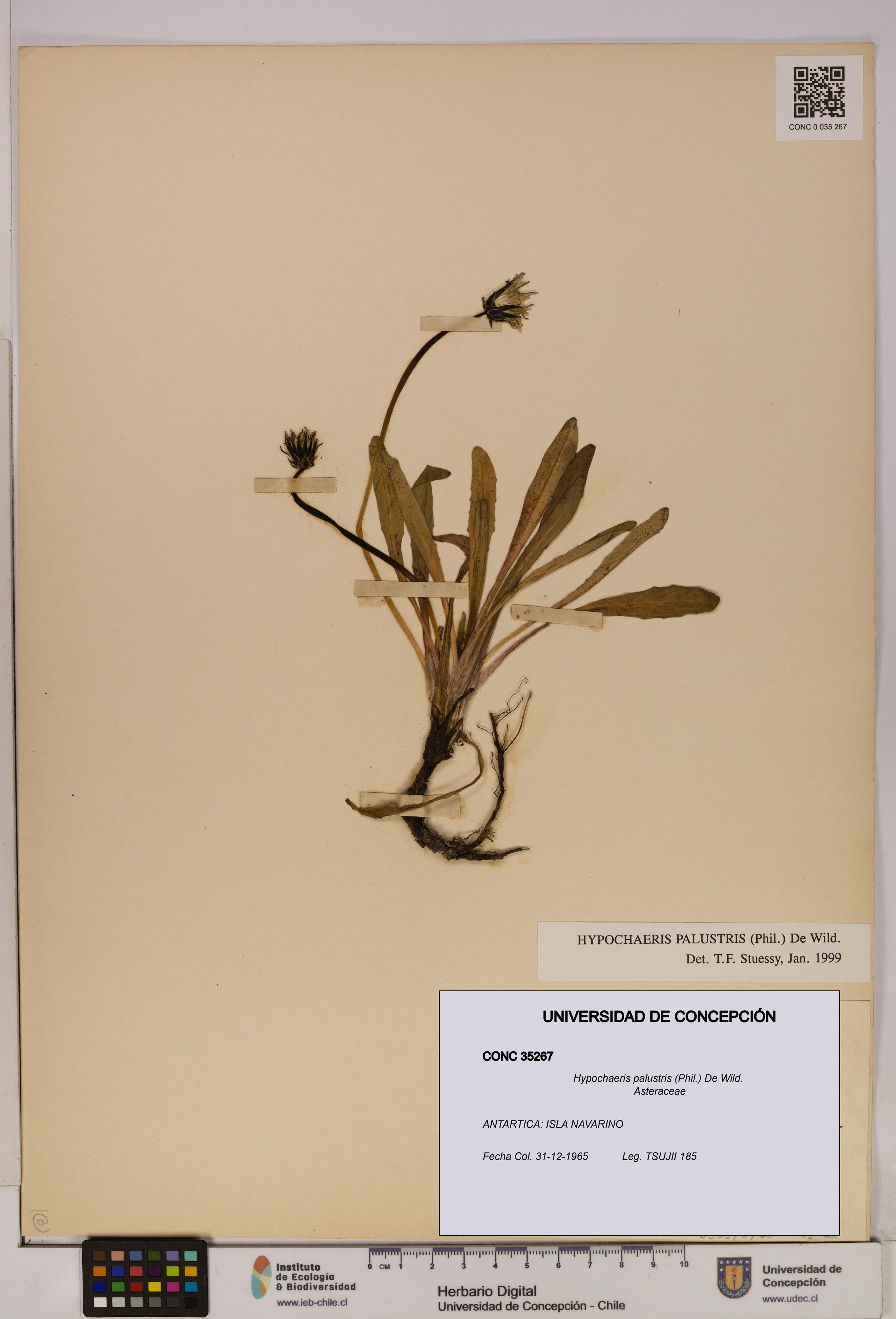 Hypochaeris palustris [Espécimen: UDEC:CONC:0035267]