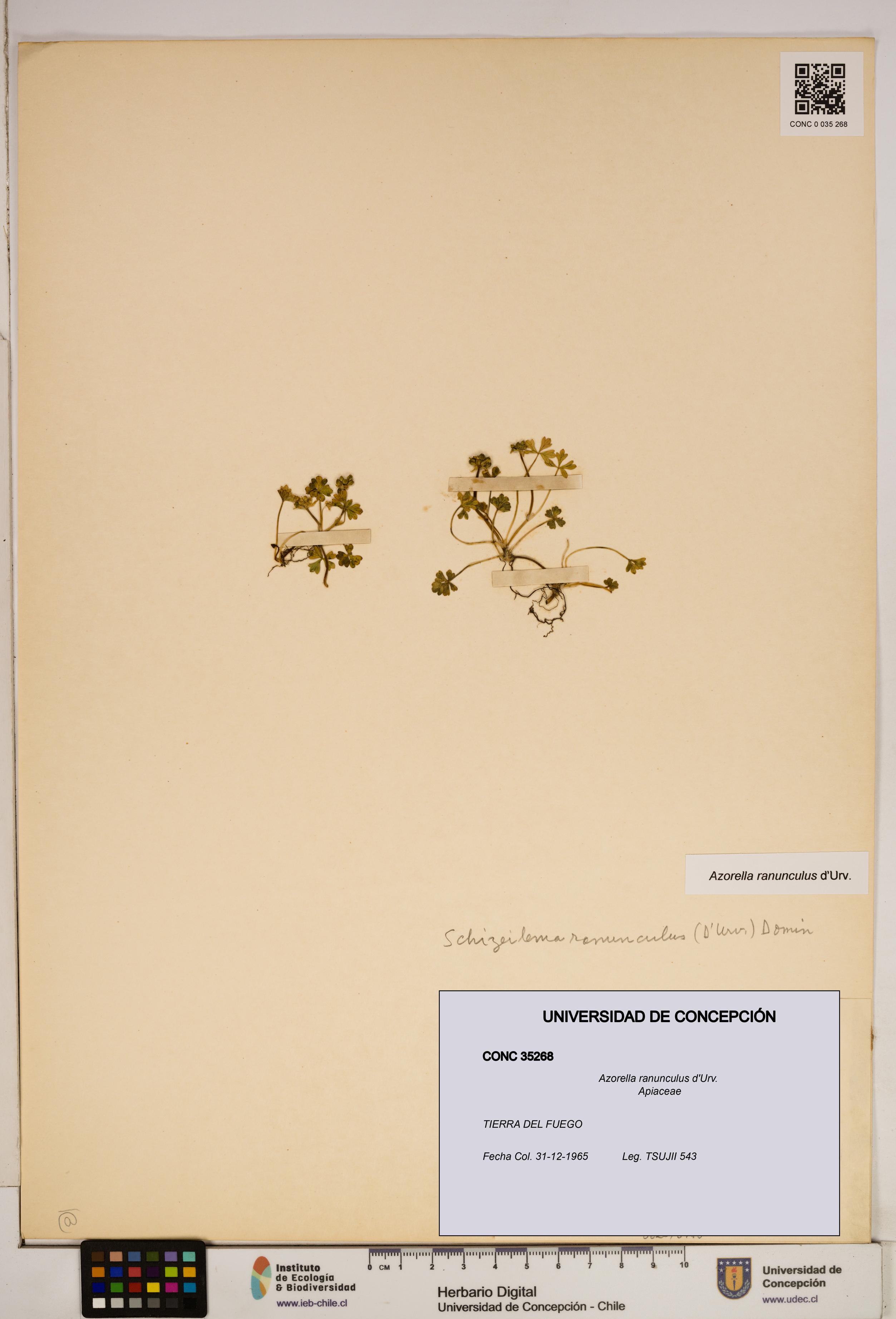 Azorella ranunculus [Espécimen: ]