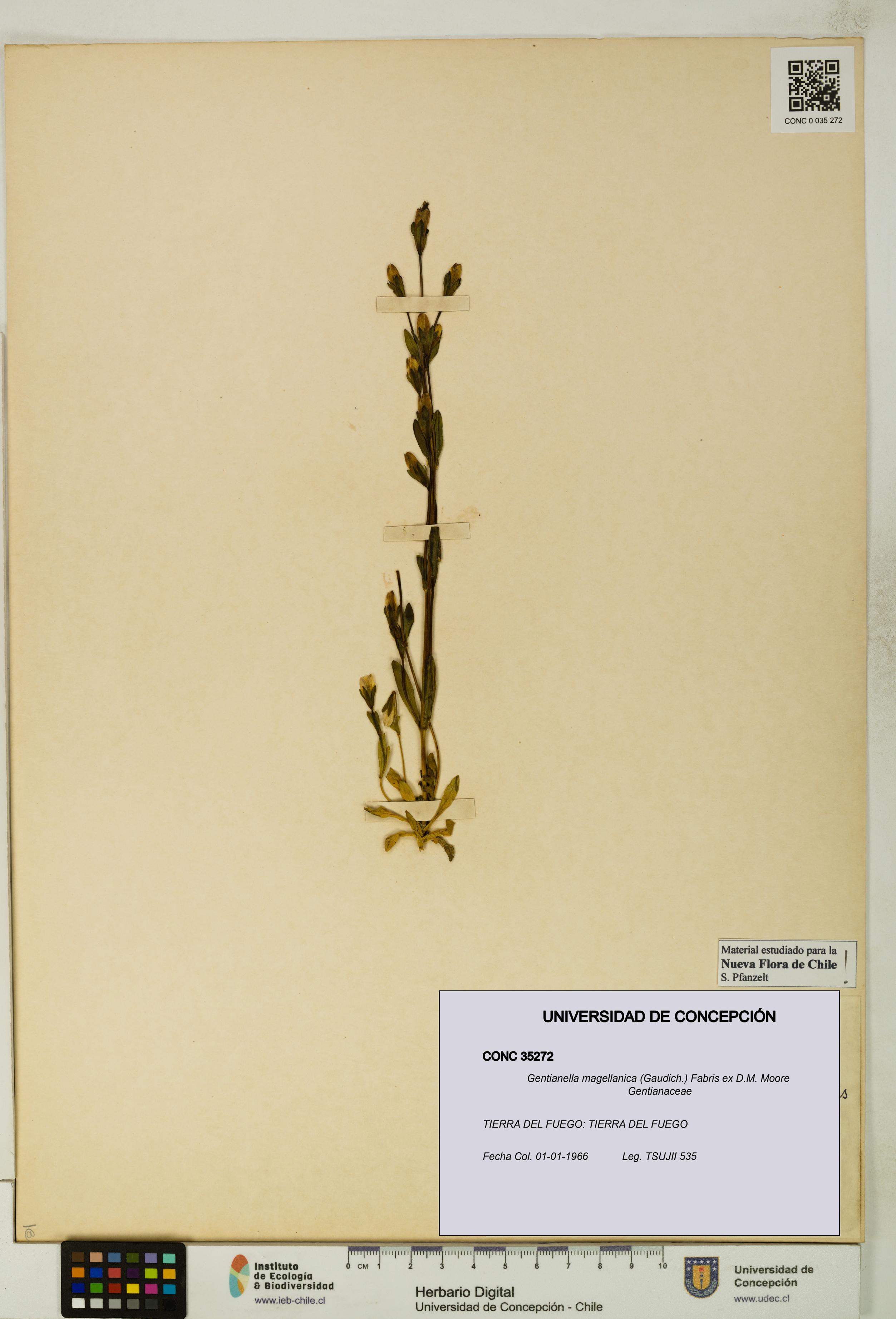 Gentianella magellanica [Espécimen: UDEC:CONC:0035272]