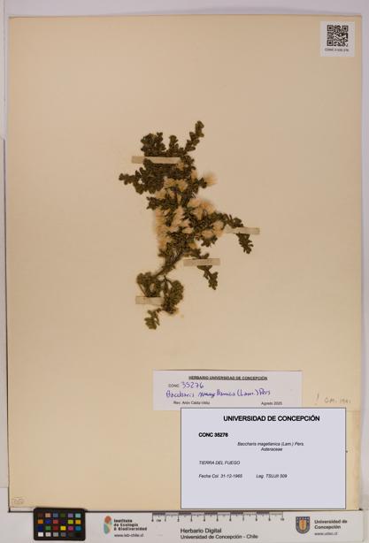 Baccharis magellanica [Espécimen: UDEC:CONC:0035276]